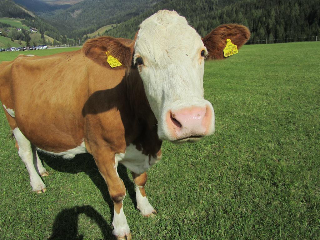Der Hoferbauer Bad Kleinkirchheim
